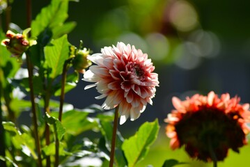 公園のダリア（天竺牡丹）