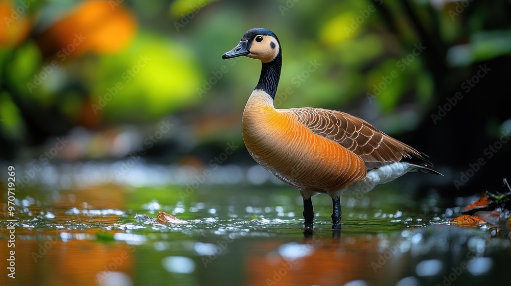 Poster a duck standing in a serene water setting surrounded by greenery.