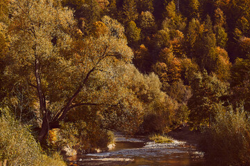 Autumn forest view, fall sunny atmosphere. Aesthetic background