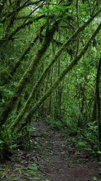 Sendero en medio del bosque tropical rodeado de mucha vegetaci&oacute;n