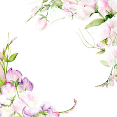 Fragrant Pea. Frame of Watercolor Flowers of Sweet Peas and Butterflies on a white background. The illustration is hand drawn on a white background. Suitable for card designs, textiles 