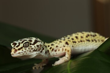 One beautiful gecko on green leaf, closeup