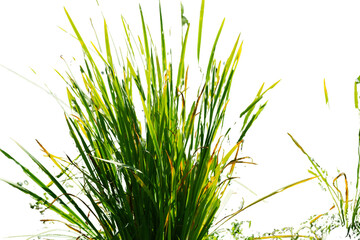 Siberian Iris Plant Isolated on Transparent Background PNG