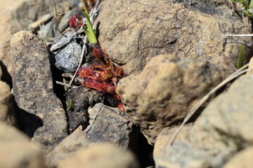 Sundew in the Tablelands in Gros Morne National Park in Newfoundland
