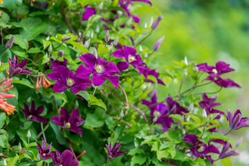 The abundant clematis Niobe of dark violet purple color with a large flower in the garden.