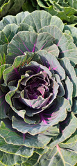 Close-up of fresh green cabbage and lettuce with natural sunlight in a garden, perfect for a healthy salad and ornamental plant.