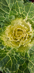 Close-up of fresh green cabbage and lettuce with natural sunlight in a garden, perfect for a...
