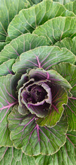 Close-up of fresh green cabbage and lettuce with natural sunlight in a garden, perfect for a healthy salad and ornamental plant.