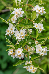 close up of jasmine flowers in a garden