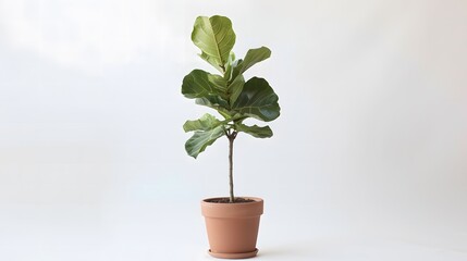 Fig plant in a stylish terracotta pot, standing against a white backdrop