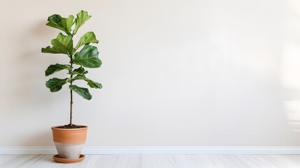 Fig plant in a stylish terracotta pot, standing against a white backdrop