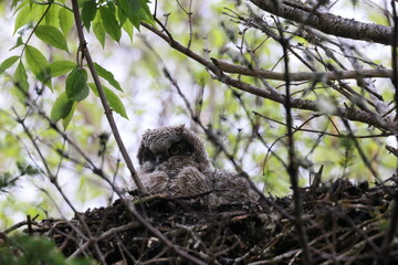 Great Horned Owl Nest Newfoundland Kanada