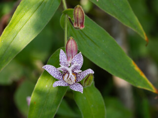 日本固有種の杜鵑草