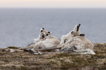 Canadian woodland caribou  Newfoundland Canada