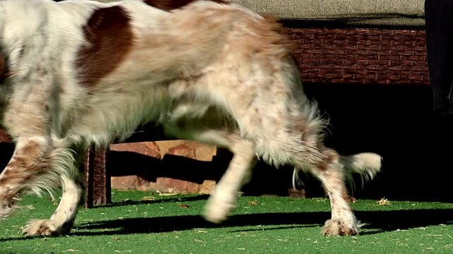 English Springer Spaniel Dog warning up in the morning sunshine, getting up in slow motion forming a long shadow