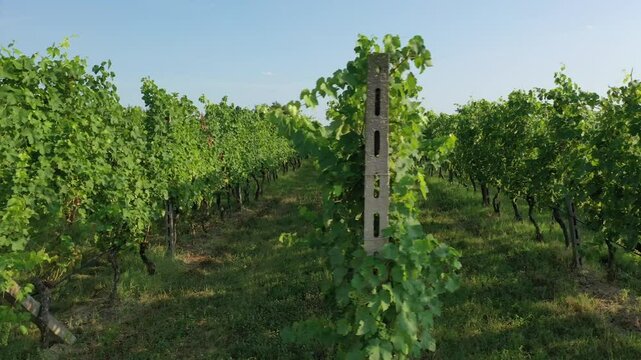 Aerial view of vineyards near Sirmione on a sunny summer day, Brescia, Italy, Europe