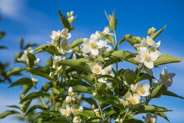 close up of jasmine flowers in a garden