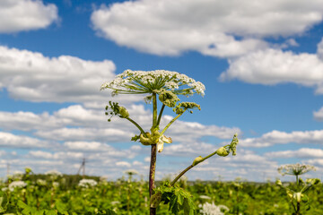 Heracleum Sosnowskyi contain the intense toxic allergen furanocoumarin
