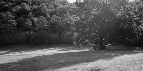 Beautiful Linden tree in the middle of a meadow with a car tyre used as a swing for children. Black and White