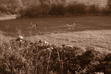 Two beautiful Lagotto Romagnolo dogs alerted in a meadow in front of a dry stone wall, sepia