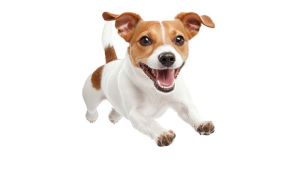 A playful dog jumping joyfully with a bright expression, capturing the essence of fun and companionship in a lively moment.