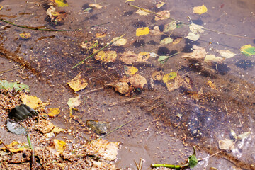 A small puddle of water has various leaves gently floating on top of it