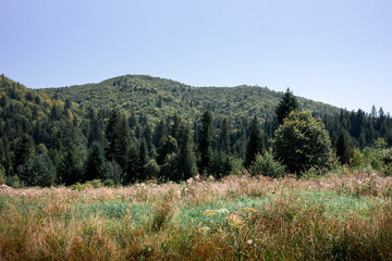 Fototapeta premium Stunning mountain range covered in lush forest