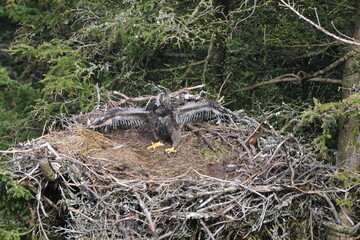 Bald Eagle chick in a nest in a tree Newfoundland Canada