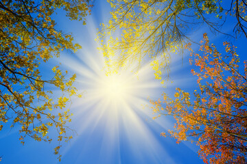 Obraz premium red dry autumn trees in light of sparkle sun