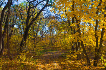 Obraz premium ground road through red autumn forest covered by dry leaves