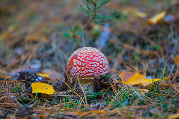 beautiful closeup red flyagaric mushroom in a forest