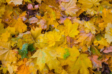 red dry autumn forest glade covered by maple leaves, beautiful natural seasonal background