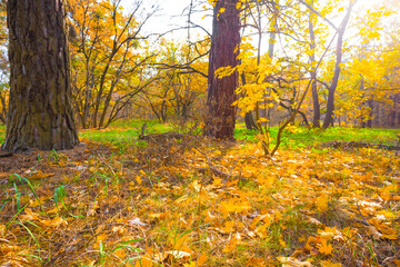 red dry autumn forest glade covered by maple leaves