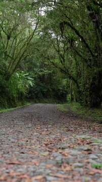 Camino de piedras rodeado de mucha vegetaci&oacute;n tropical y musgo en el monta&ntilde;a en un dia de invierno  