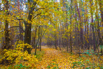 ground road through red autumn forest covered by dry leaves