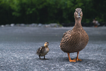 Mallard female with little ducklings. Breeding season in wild ducks. Mallard duck with a brood in a colorful spring place. Little ducklings with mom duck.