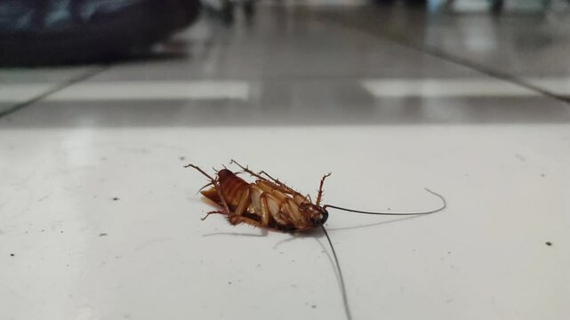 a cockroach on the floor, its body upside down and its legs on top. This animal usually has difficulty turning its body over and if it is upside down for too long it will die