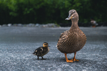 Mallard female with little ducklings. Breeding season in wild ducks. Mallard duck with a brood in a colorful spring place. Little ducklings with mom duck..