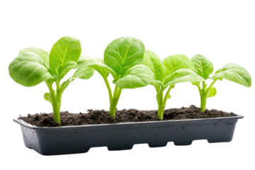 Healthy green seedlings growing in a black tray filled with nutrient-rich soil. Perfect for gardening, agriculture, and nature themes.