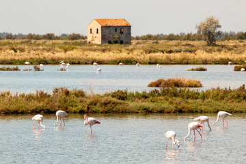 Lidi di Comacchio Adriatic Sea beach and regional park Po Delta storm in summer