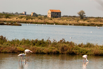 Lidi di Comacchio Adriatic Sea beach and regional park Po Delta storm in summer