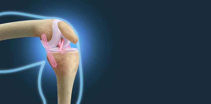 Anatomy of healthy knee joint showing  femur, tibia ,patella, meniscus and ligaments for medical background.