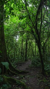 Sendero en medio del bosque tropical rodeado de mucha vegetaci&oacute;n