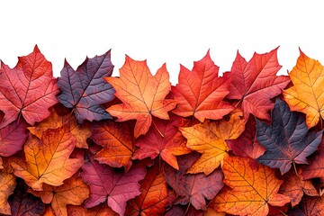 Colorful autumn leaves arranged in a vibrant display on a white background