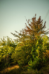 Landscape in the mountains at autumn morning , beautiful orange trees with beauty colors of the autumn . Sunlights through the trees , field on the hills . Golden colors in forest . Sunrise over trees