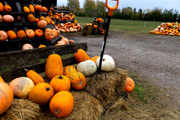 pumpkins on a farm