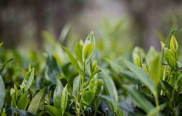 green grass in the morning, tea leaves in estate 