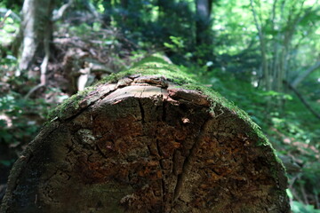 Life of a tree