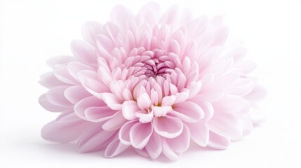 Fototapeta premium Light pink chrysanthemum on a white isolated background. Close up. For design.
