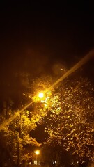 A lantern between trees at night